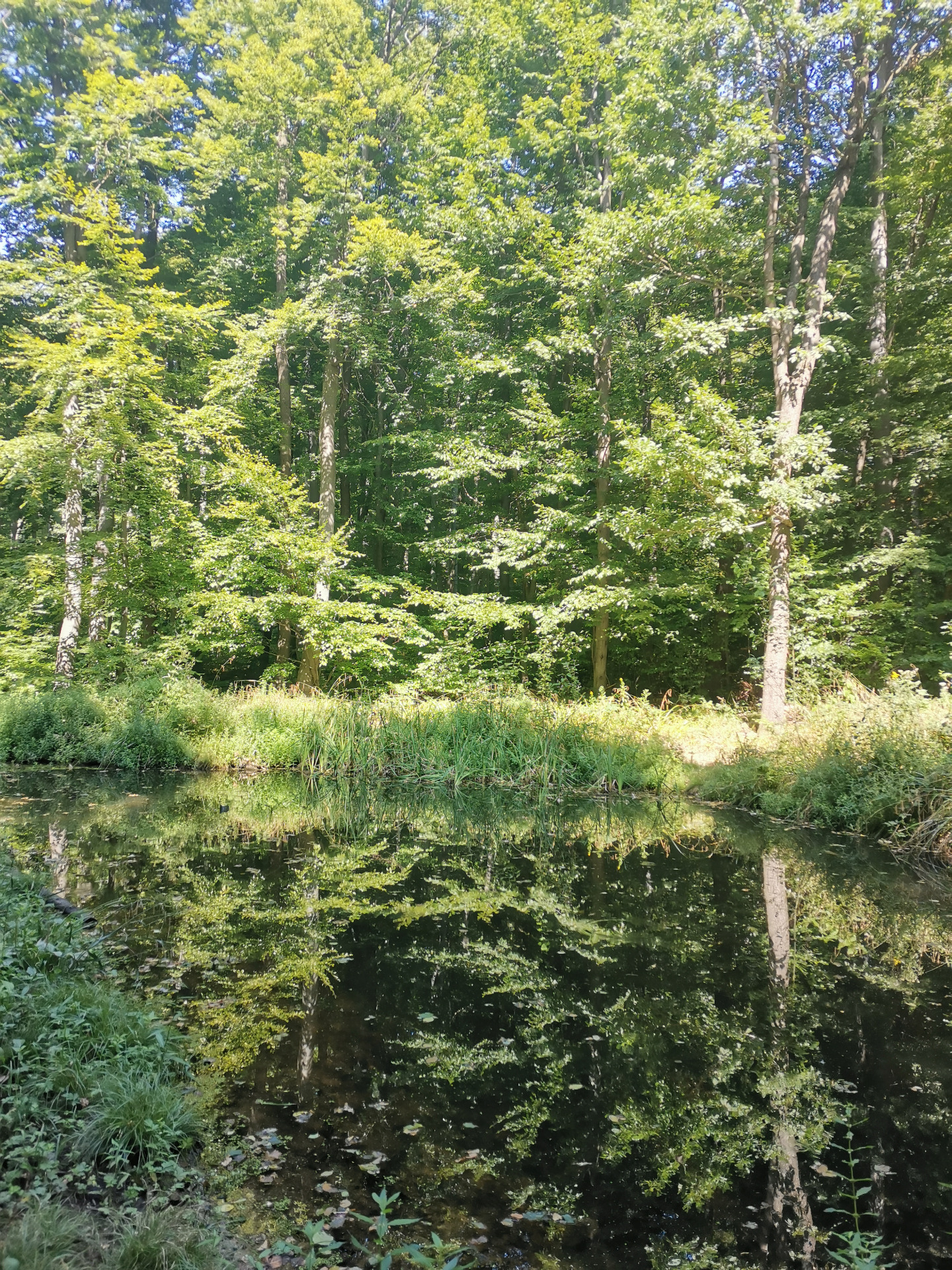 FACHGEBIETE MEDIATION WIENERWALD