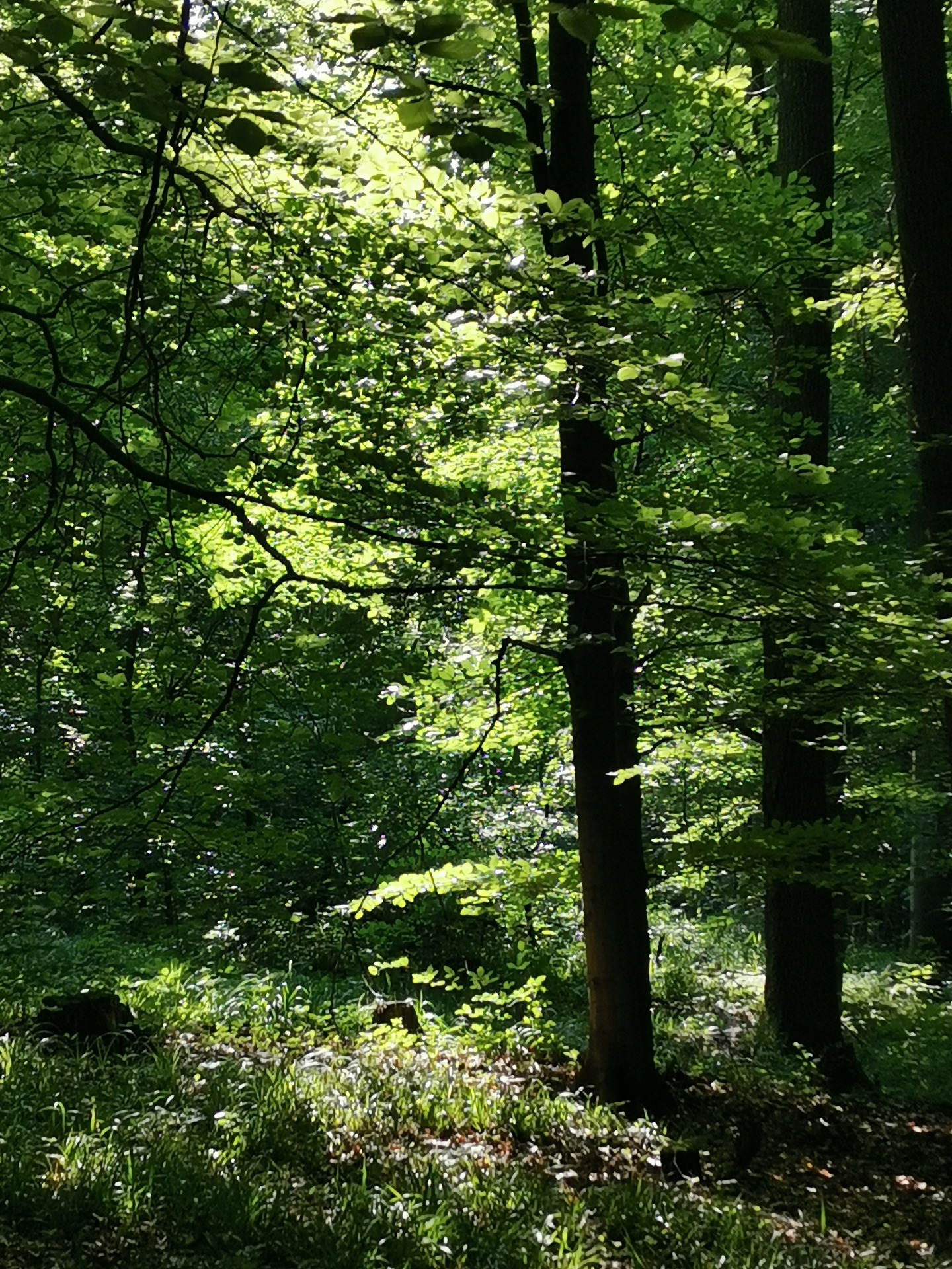 Augustinerwald Gablitz/Purkersdorf
